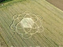 I cerchi nel grano, furbate tra marketing e inganni