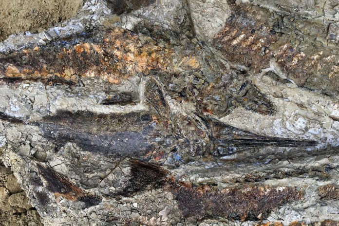 Negli strati geologici nuove evidenze sull'asteroide killer che provocò l'estinzione di massa di 66 milioni di anni fa