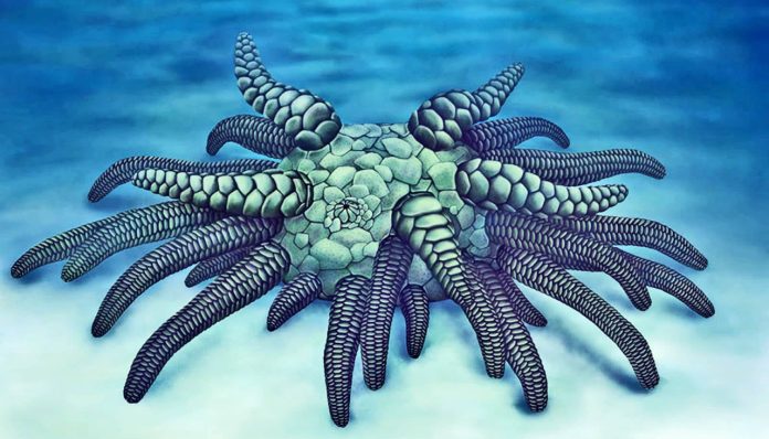 Scoperto un fossile che sembra Cthulhu