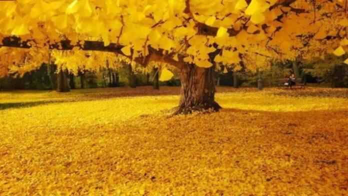 Ginkgo Biloba: il segreto della sua longevità