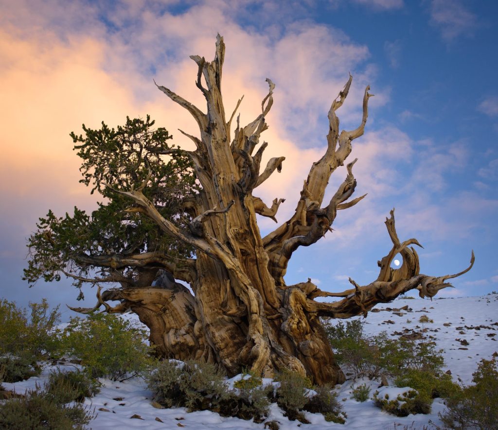 Ginkgo Biloba: il segreto della sua longevità 2 pino di Bristlecone