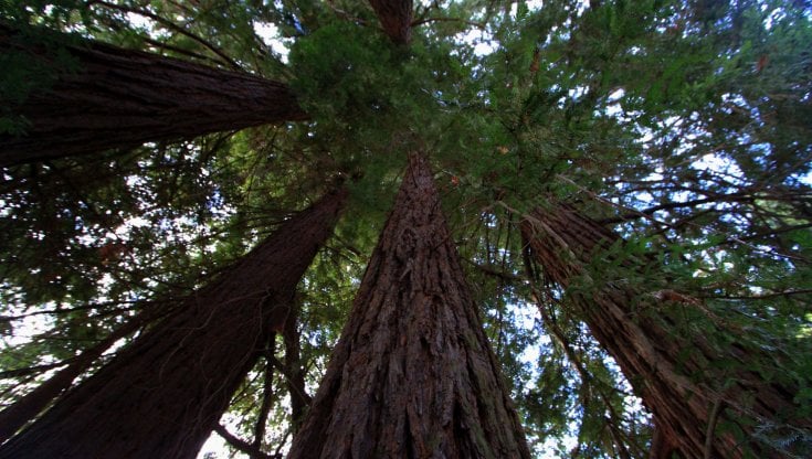 Ginkgo Biloba: il segreto della sua longevità 1 sequoia