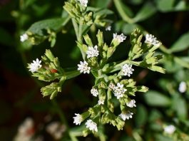 La stevia, un sostituto dello zucchero privo di calorie