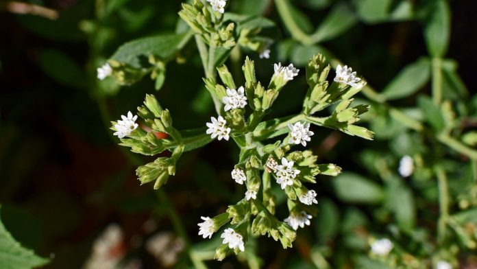 La stevia, un sostituto dello zucchero privo di calorie