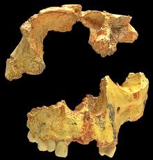 homo antecessor