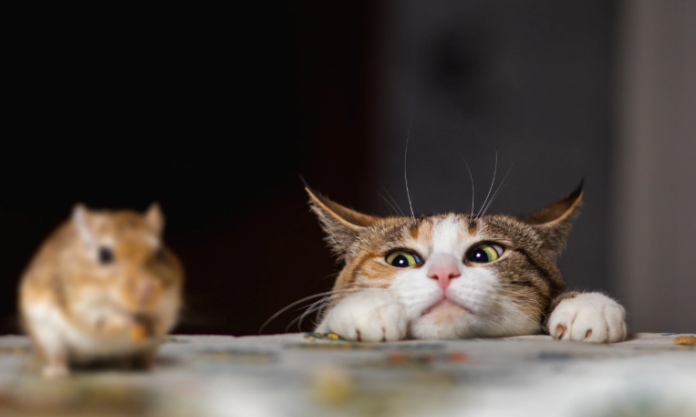 Il gatto, uno spietato serial killer