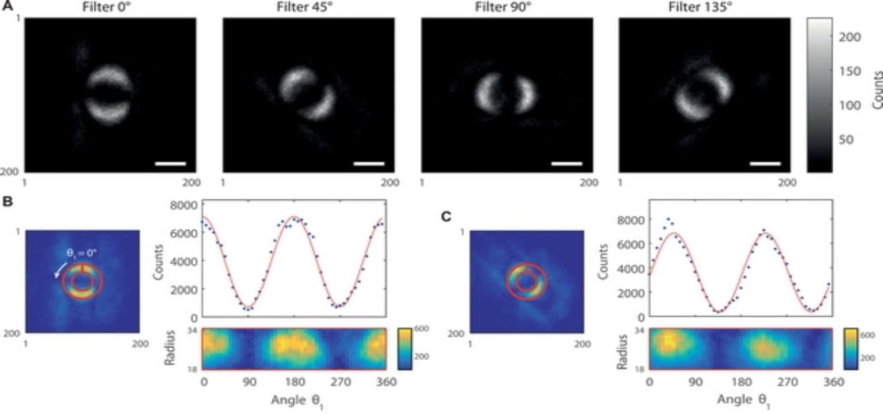 Entanglement quantistico: il paradosso EPR e la prima foto che ne prova l'effettiva realtà 1 entanglement