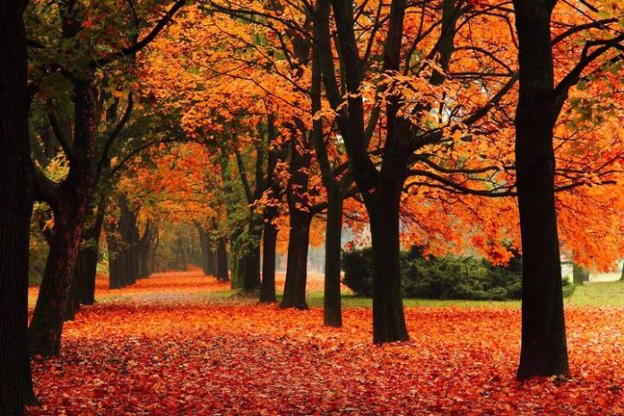 Autunno: per quale motivo le foglie cambiano colorazione?