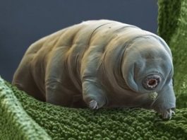 Le soprendenti capacità dei tardigradi