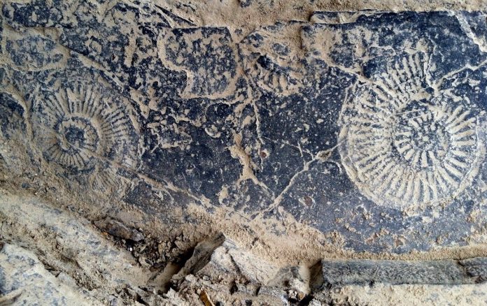 La più grande estinzione di massa nella storia della Terra