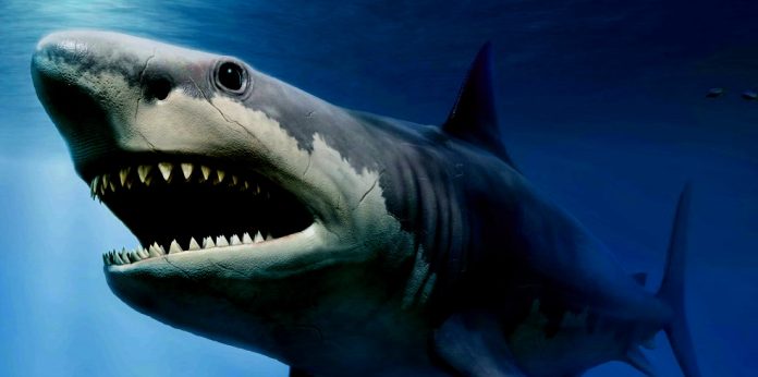 Megalodonte: perché ha raggiunto dimensioni spropositate?
