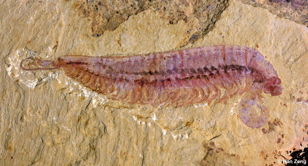Kylinxia, il fossile transizionale che rivela l'origine degli artropodi 1 Fossil Specimen of Kylinxia e1724140643470