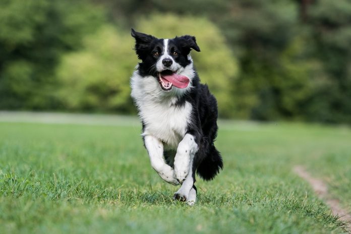 Anche i cani cambiano carattere
