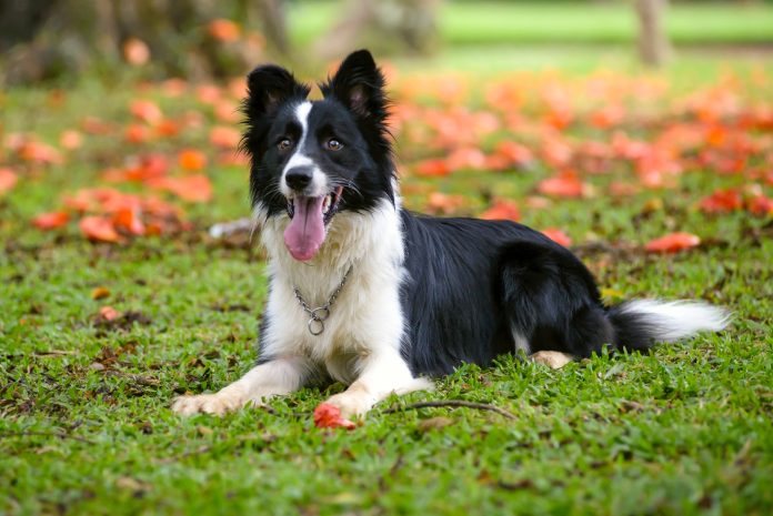 Alle origini della domesticazione del cane