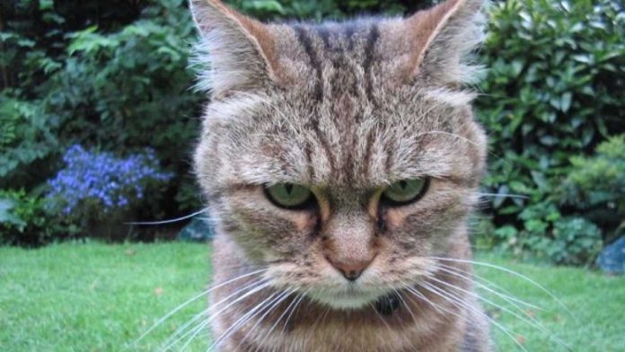 10 cose da non fare ai gatti