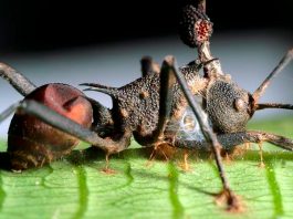Gli zombi? Esistono e stanno nel regno animale