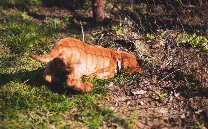 Perché i cani seppelliscono le ossa?