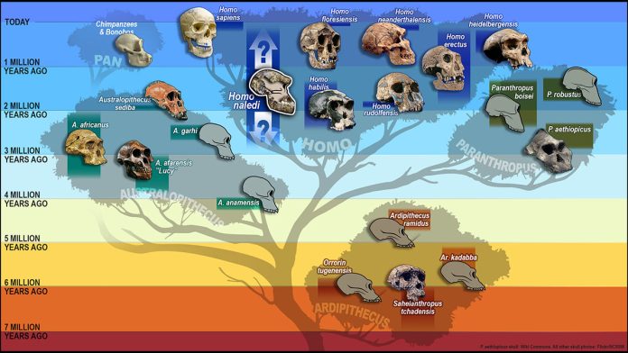 Quante specie umane sono esistite?