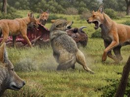 Metalupo: una specie diversa dal lupo grigio
