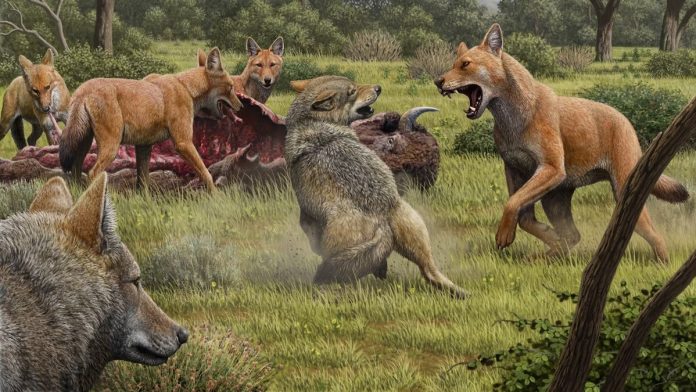 Metalupo: una specie diversa dal lupo grigio