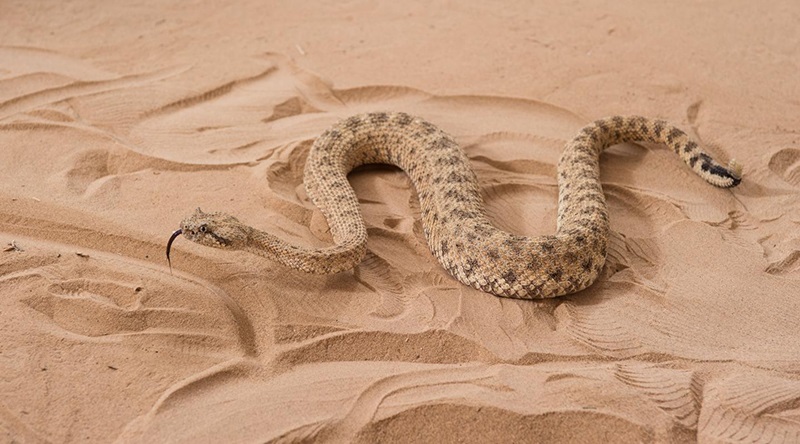 Perché il deserto è freddo durante la notte
