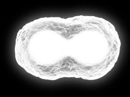 Una cellula artificiale capace di replicarsi