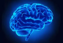 Tre cose sbagliate che si dicono sul cervello umano Tre cose sbagliate che si dicono sul cervello umano