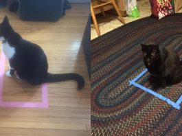 Perché i gatti amano entrare anche in scatole illusorie