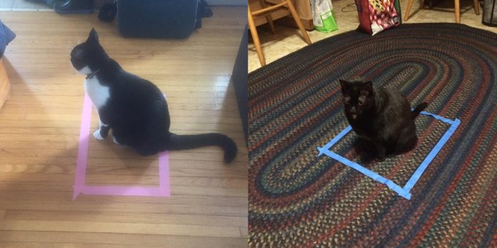Perché i gatti amano entrare anche in scatole illusorie