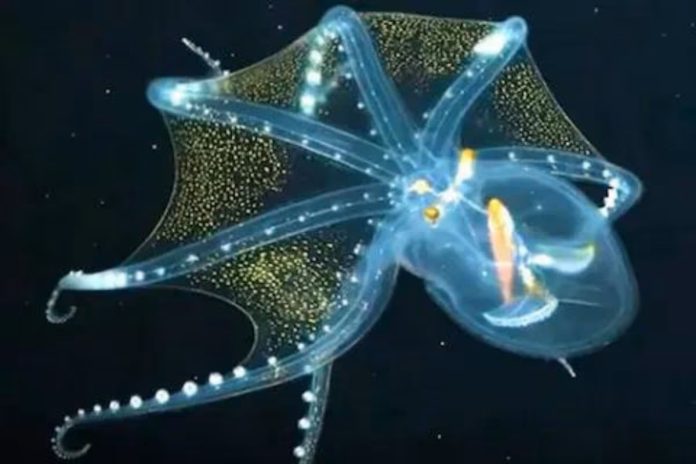 Il raro filmato dell'etereo polpo di vetro - video