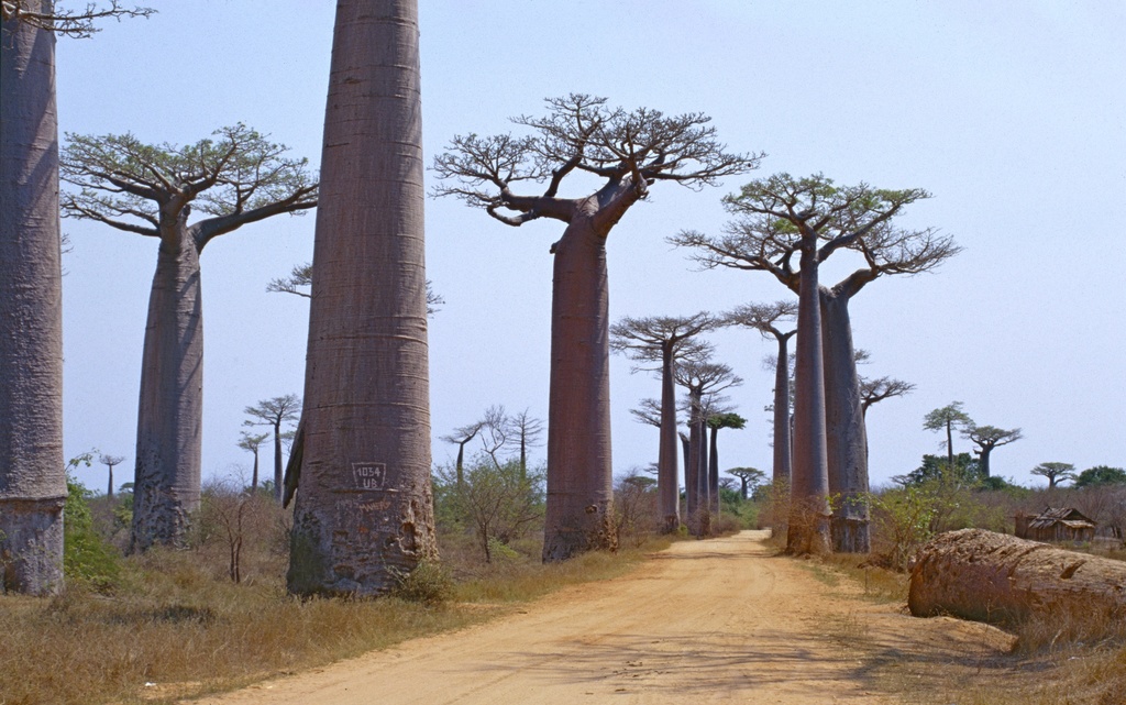 Adansonia grandidieri