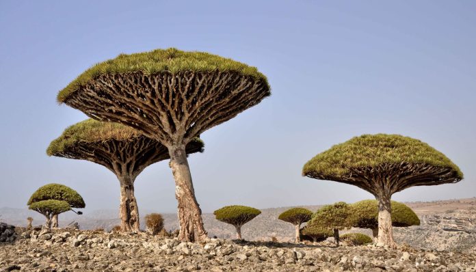 Alberi straordinari: i 6 più strani e sorprendenti al mondo