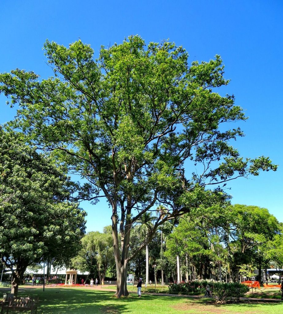 Eucalyptus deglupta