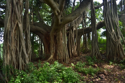Ficus benghalensis