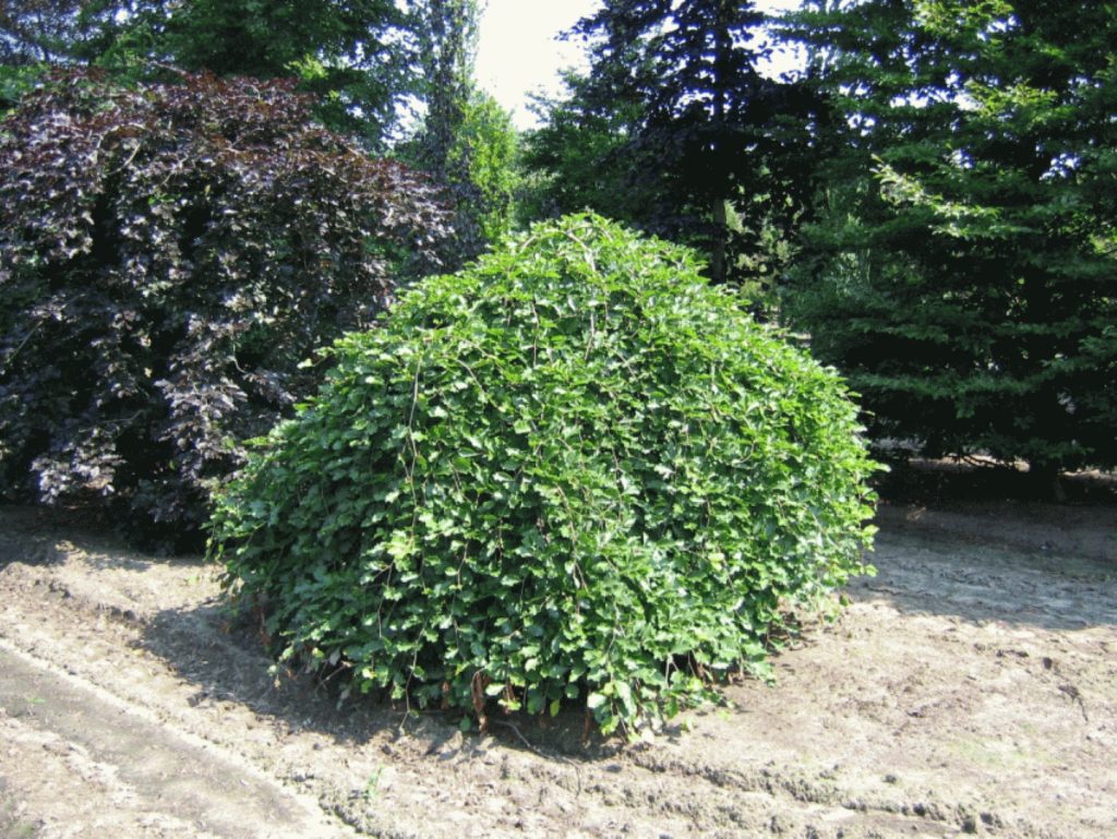 fagus sylvatica tortuosa