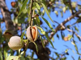 Mandorle: tutte le proprietà di un frutto che allunga la vita