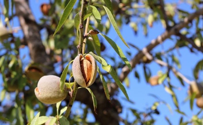 Mandorle: tutte le proprietà di un frutto che allunga la vita