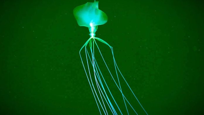 Il filmato di un raro calamaro con tentacoli lunghissimi - video