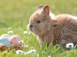 Perché la Pasqua si chiama così?