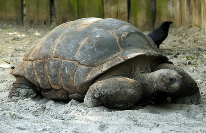 Alcune specie di animali sembrano non invecchiare