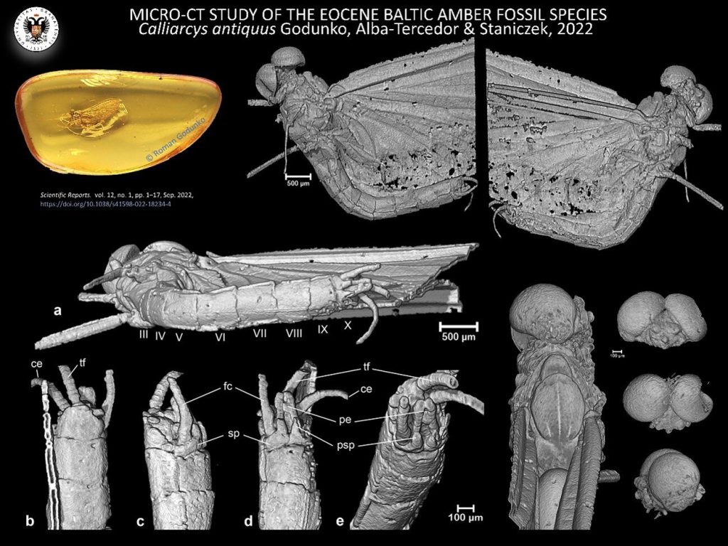 Scoperto un insetto di 35 milioni di anni intrappolato nell'ambra 1 Immagine dell'insetto. Credito: Università di Granada