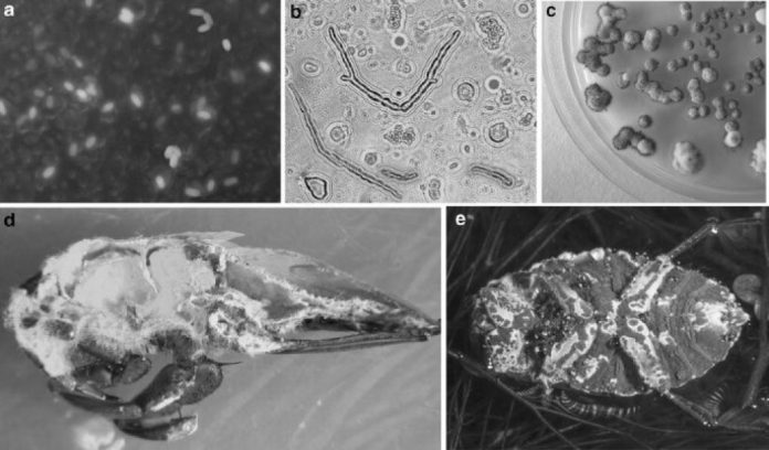 Metarhizium: il fungo che rimuove il mercurio