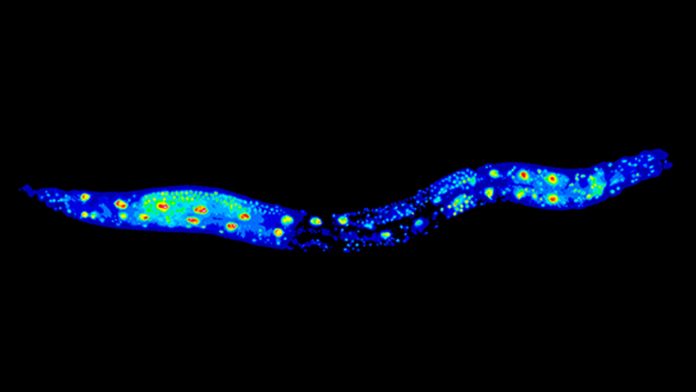 Scoperta una mutazione dell'RNA che aumenta significativamente la durata della vita