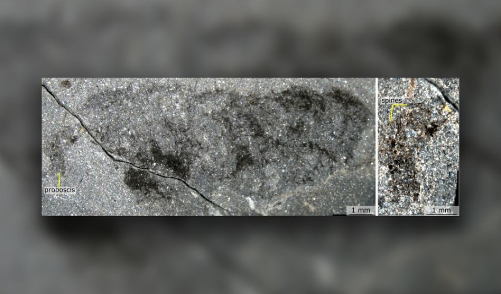 Mieridduryn bonniae: una rara specie che ha preceduto i dinosauri 1 Fossile dell'animale dell'Ordoviciano Mieridduryn bonniae . La sua proboscide spinosa è visibile in primo piano a destra.(Credito immagine: Pates et al./Nature Communications)