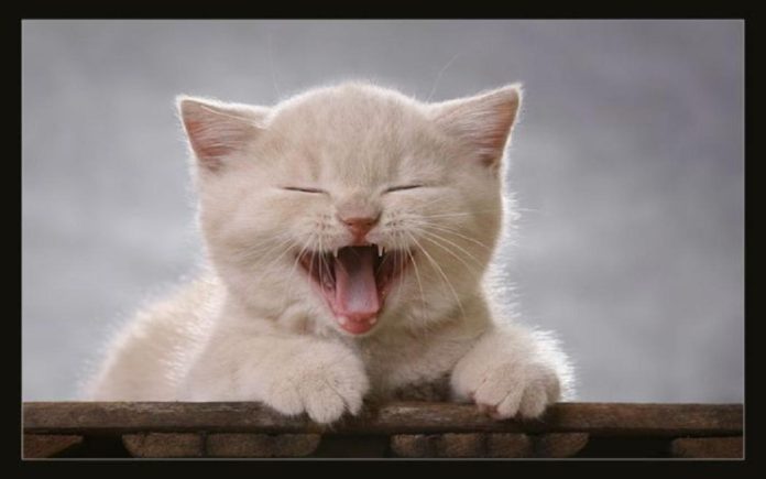 Comunicare con i gatti attraverso gli occhi, gatto