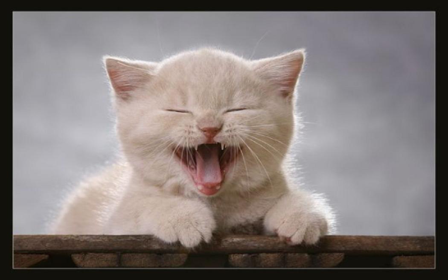 Comunicare con i gatti attraverso gli occhi