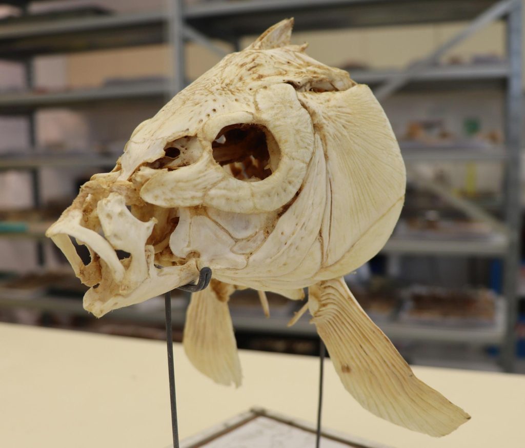 La prima prova dell'uso del fuoco per cucinare 1 Il teschio di carpa presentato proviene dalle collezioni di storia naturale ospitate presso il Museo di storia naturale Steinhardt, Università di Tel Aviv. Credito: Università di Tel Aviv