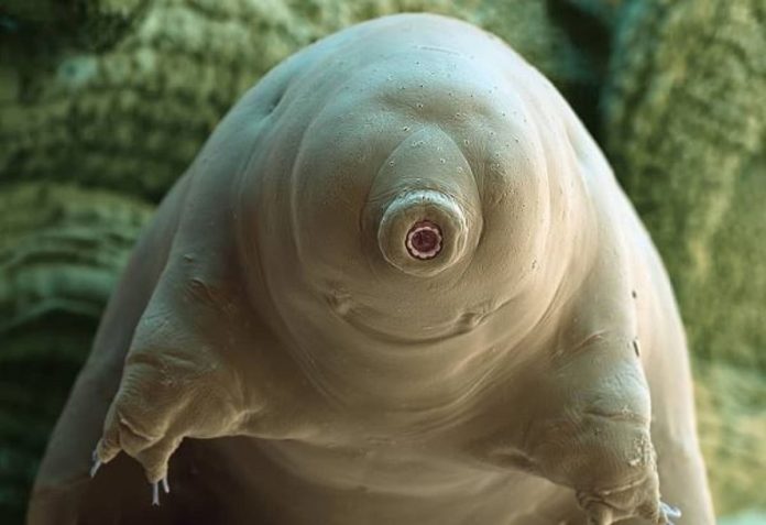 tardigradi
