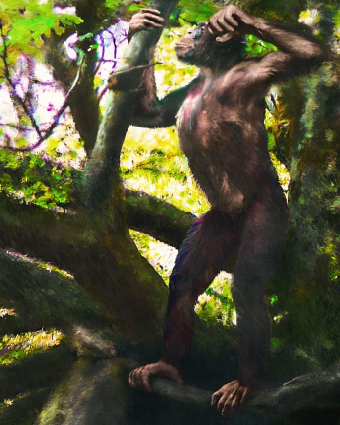Il bipedismo si è evoluto 7 milioni di anni fa