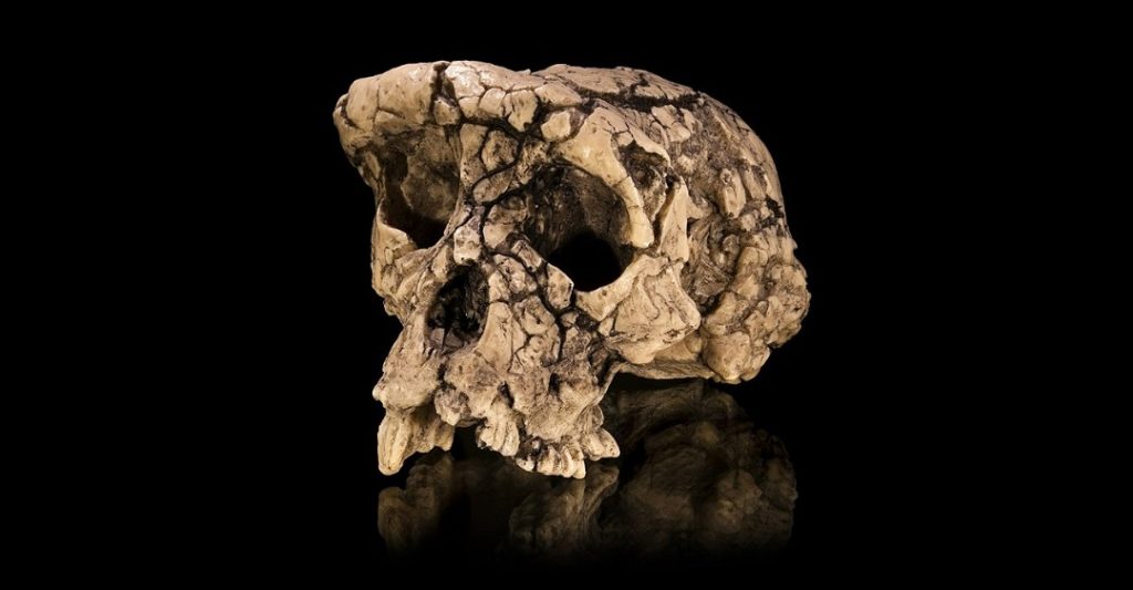 I nostri antenati forse erano già bipedi 7 milioni di anni fa 1 Calco del cranio olotipo Sahelanthropus tchadensis TM 266-01-060-1, soprannominato Toumaï. Fonte: Wikimedia Commons